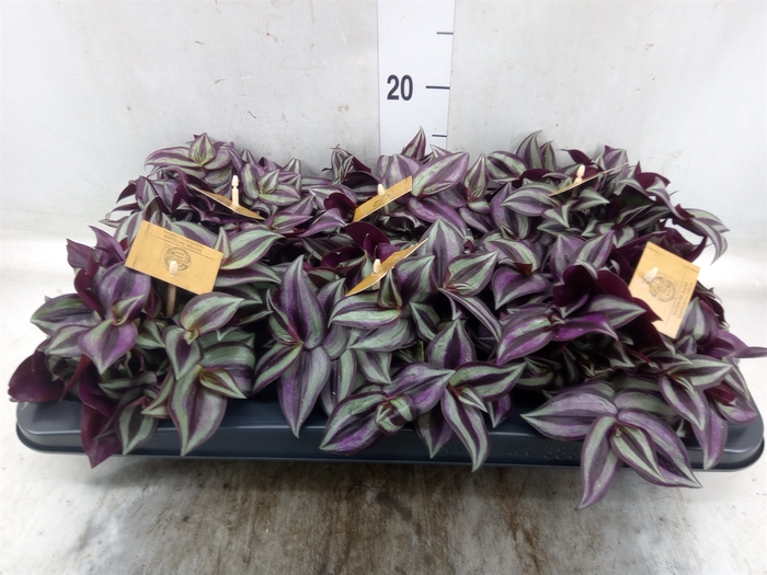 <h4>Tradescantia zebr. 'Purpusii'</h4>