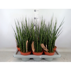 Sansevieria  'Fernwood'