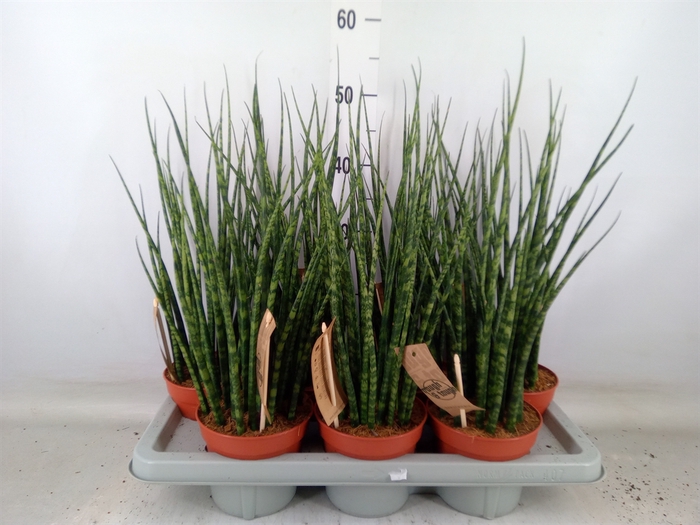 <h4>Sansevieria  'Fernwood'</h4>
