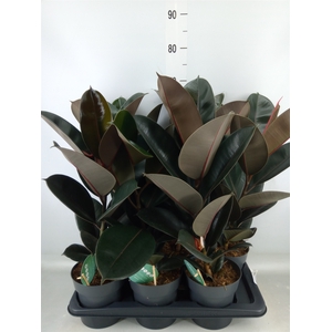 Ficus elastica 'Abidjan'