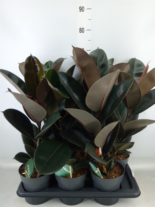 <h4>Ficus elastica 'Abidjan'</h4>