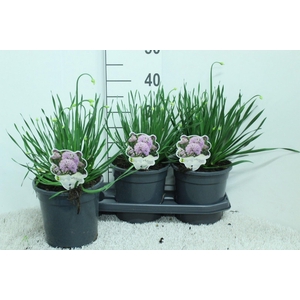 Allium   ...