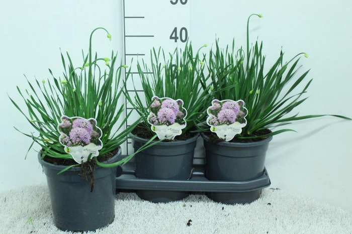 <h4>Allium   ...</h4>