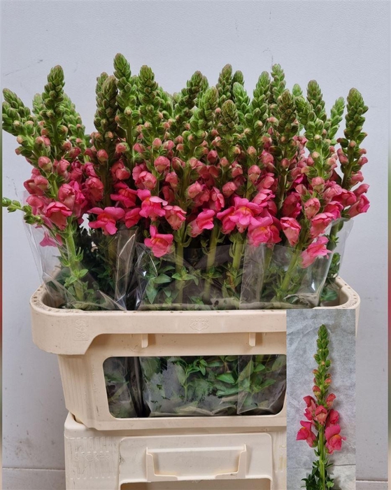 <h4>Antir Antibes Rose</h4>