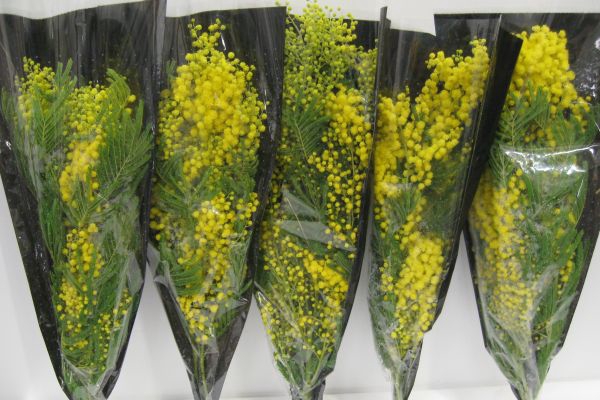 ACACIA BAILEYA BL BS