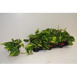 Philodendron scand. 'Brasil'