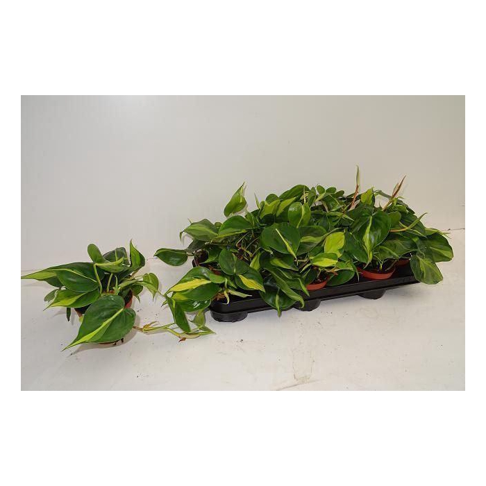 <h4>Philodendron scand. 'Brasil'</h4>