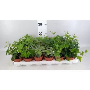 Hedera   ...mix
