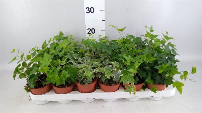 <h4>Hedera   ...mix</h4>