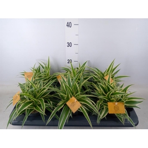 Chlorophytum com. 'Ocean'