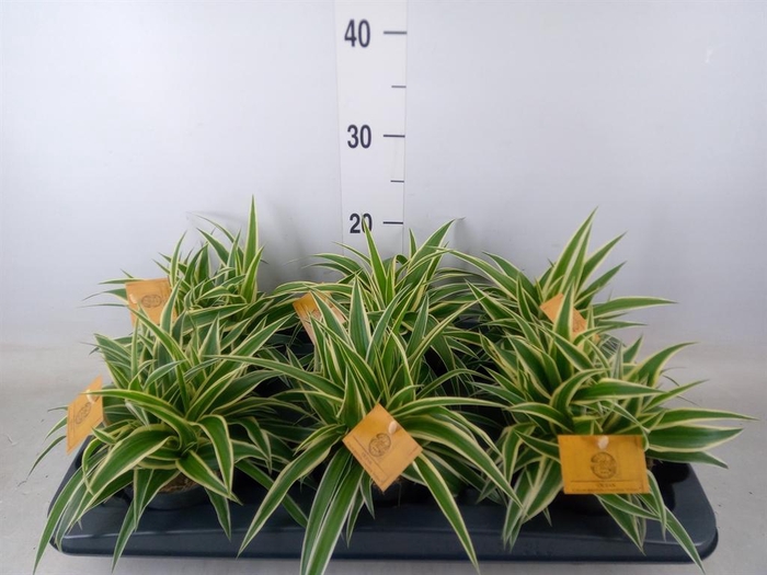 <h4>Chlorophytum com. 'Ocean'</h4>