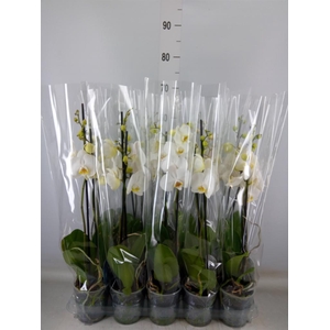 Phalaenopsis   ...