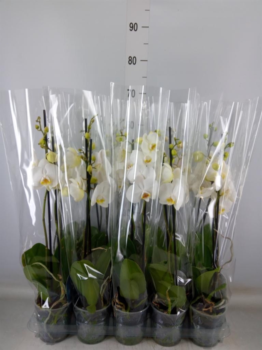 <h4>Phalaenopsis   ...</h4>