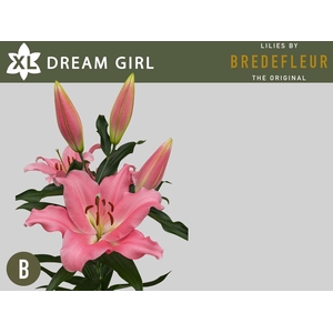 LI OT DREAMGIRL