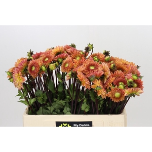 Dahlia Dalmuti Cavalier