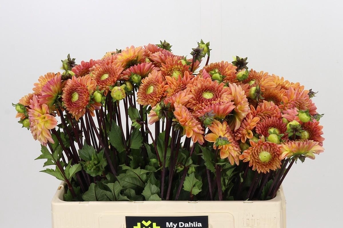 <h4>Dahlia Dalmuti Cavalier</h4>