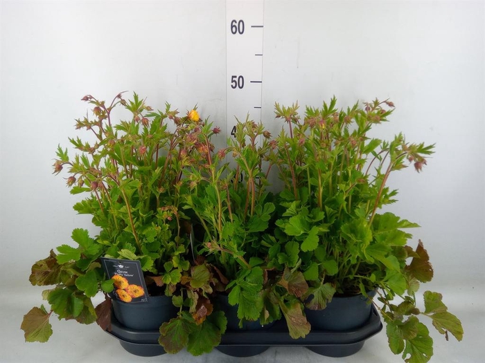 <h4>Geum chiloense</h4>