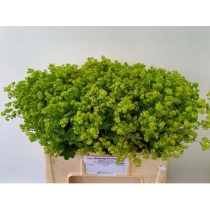 ALCHEM M ROBUSTICA