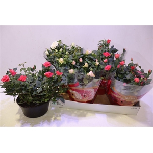 arr8 Ro Fav Ro Gem 3 Srt