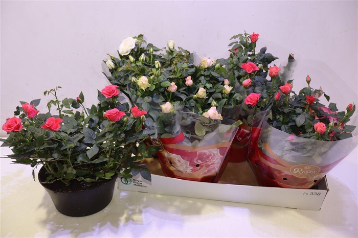 <h4>Ro Fav Ro Gem 3 Srt</h4>