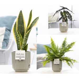 Groene planten mix icm P&PURE Tess Grey pottery