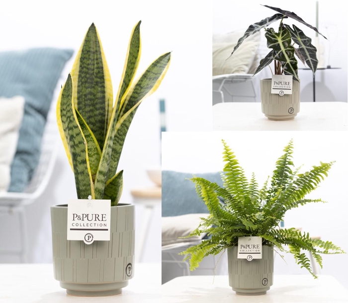 <h4>Groene planten mix icm P&PURE Tess Grey pottery</h4>
