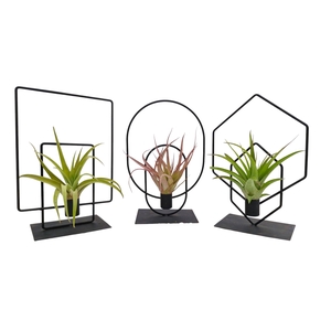 ARR TILLANDSIA