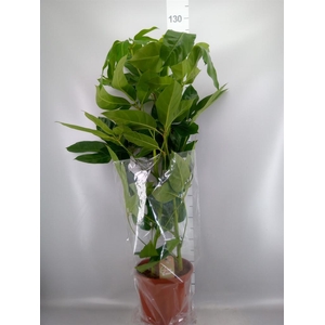 Schefflera actin. 'Amate'