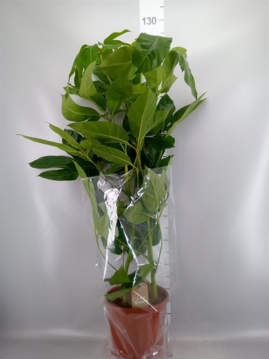 <h4>Schefflera actin. 'Amate'</h4>