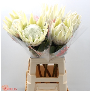 PROTEA CY AYOBA A IC