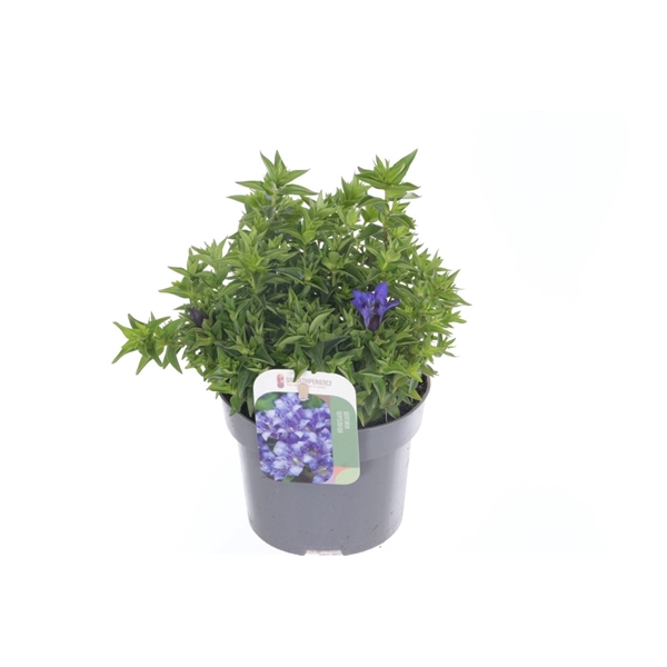 <h4>Gentiana septemfida lagodechiana</h4>