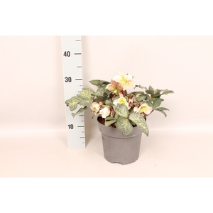 Helleborus winter Moonbeam