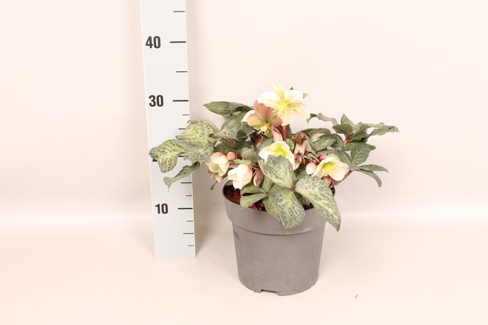 <h4>Helleborus winter Moonbeam</h4>