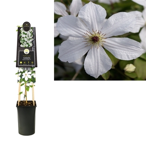 Clematis 'Forever Friends' PBR +3.0 label