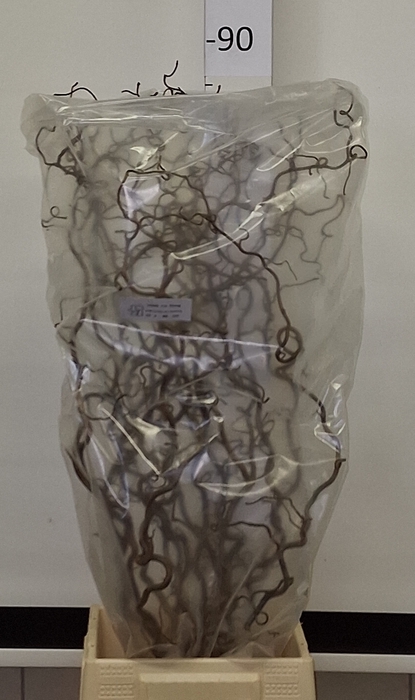 <h4>CORYL AV CONTORTA</h4>