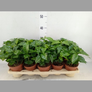 Coffea arabica