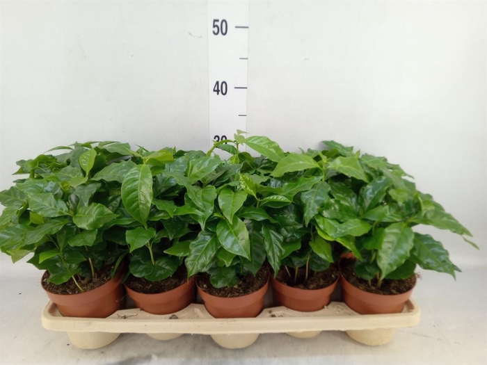 <h4>Coffea arabica</h4>