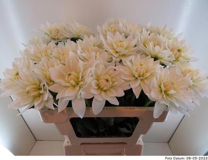 <h4>Dahlia Maarten Zwaan Baars</h4>