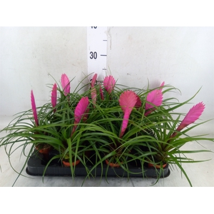 Tillandsia cyanea 'Vincent'