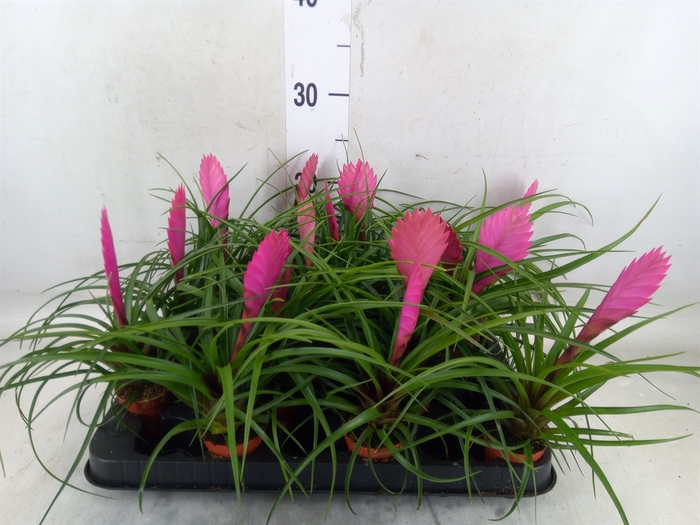 <h4>Tillandsia cyanea 'Vincent'</h4>