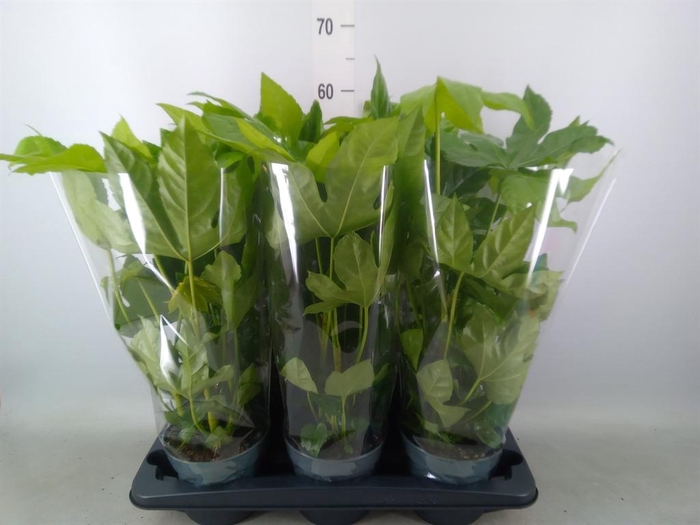 <h4>Fatsia japonica   ...</h4>