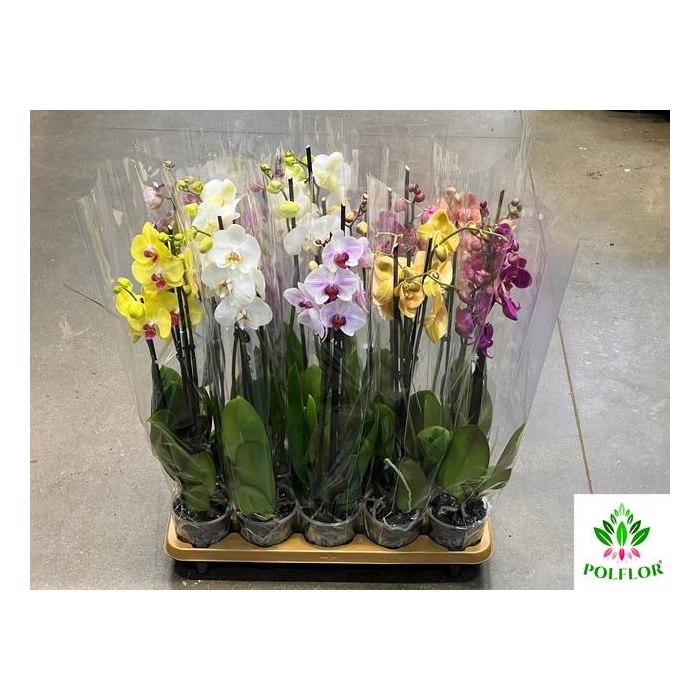 <h4>Phalaenopsis Mix 12Ø 70cm 2 Pędy</h4>