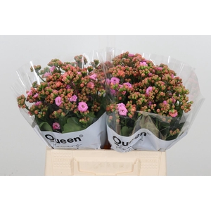 Kal Taffy Pin Meadow