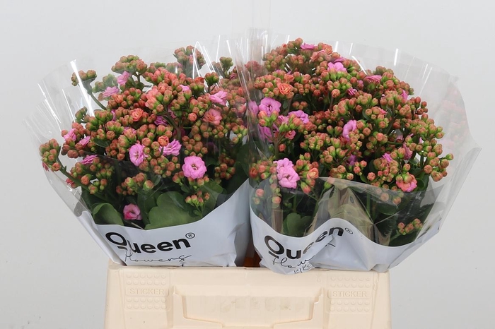 <h4>Kal Taffy Pin Meadow</h4>