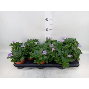 Petunia  'Famous Sky Blue'