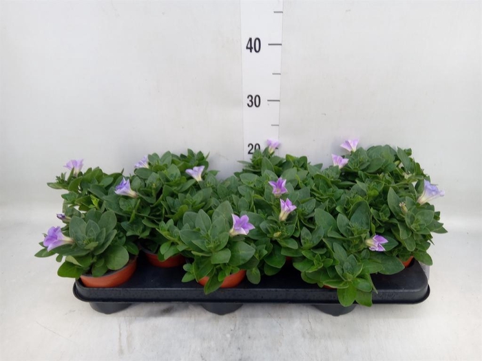 <h4>Petunia 'Famous Sky Blue'</h4>