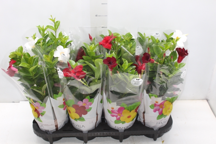 <h4>DIPLADENIA P15</h4>