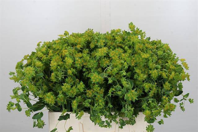 <h4>BUPLEURUM ROTUNDIFOL</h4>