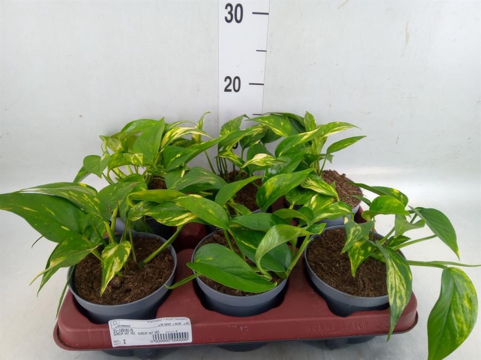 <h4>Epipremnum   ...</h4>