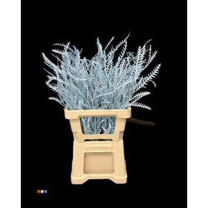 Grevillea Ivanhoe Ice Blue